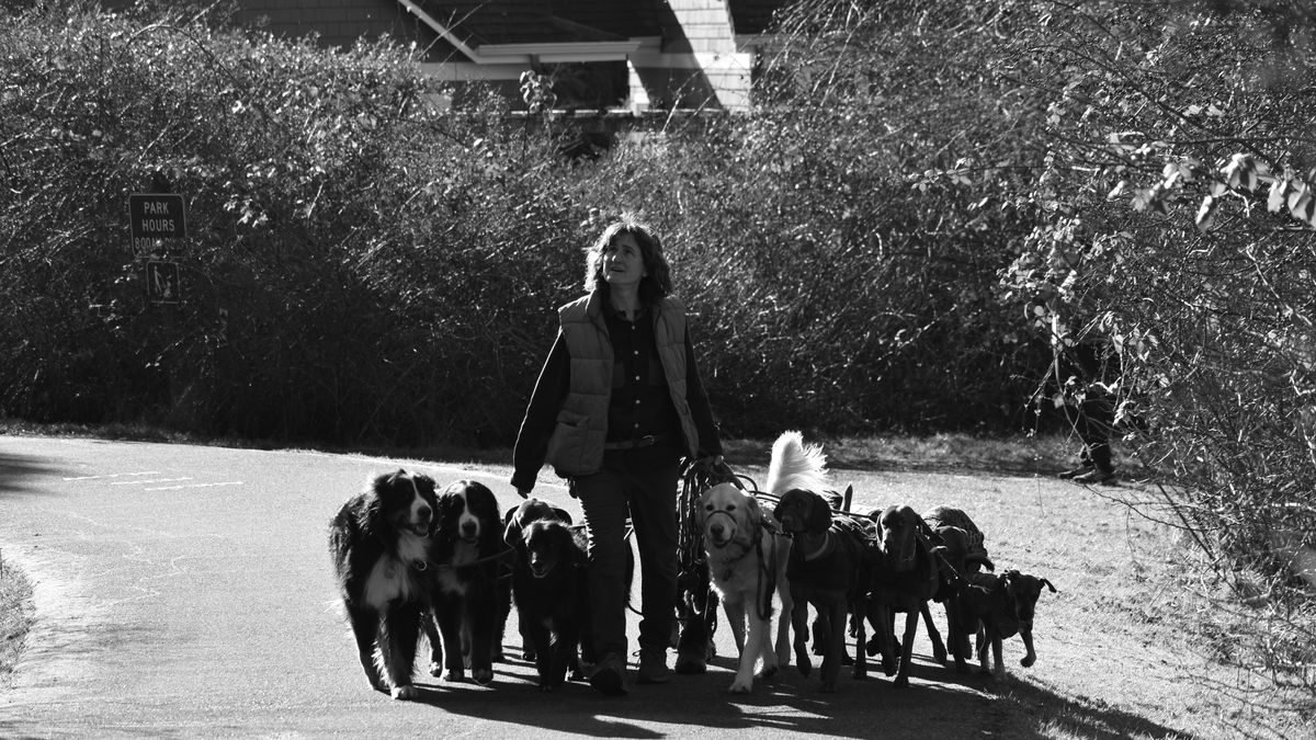 Person walking several dogs on leads through an urban park