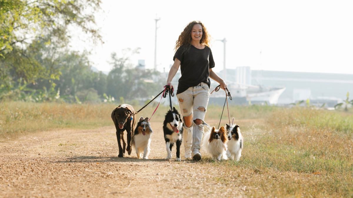 Woman walking several dogs on a sunny dirt path