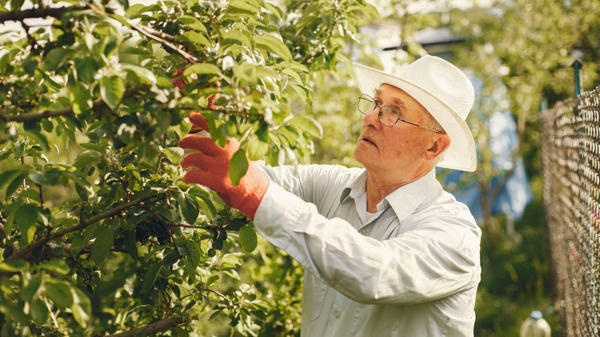 Senior man in a hat pruning fruit trees in a sunny orchard