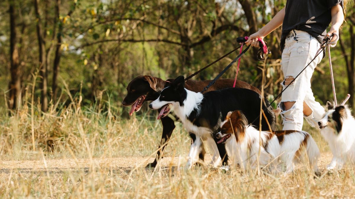 A dog walker leading several dogs on leads through a sunny park